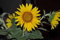 Sonne im Turniersaal